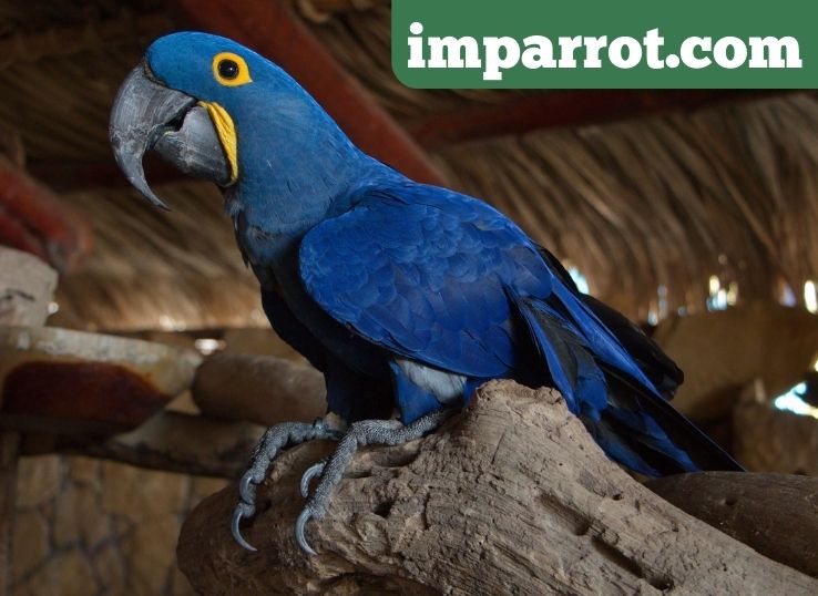 Rare Blue Macaw Price: How Much Does a Hyacinth Macaw Cost (2023)
