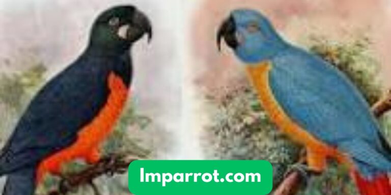 Martinique Macaw (A Hypothetical Extinct Caribbean Macaw)