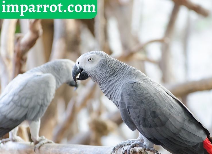 African Grey Male VS Female (Sexing African Grey)
