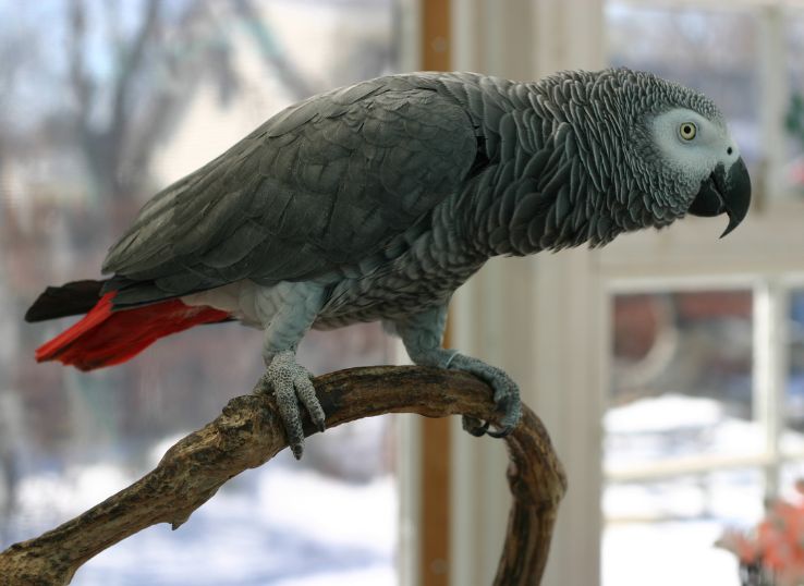 African Grey Parrot Behavior (Problems and Treatment)