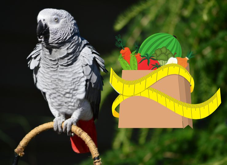 African Grey Parrot Diet (Avian Vet Reviewed )