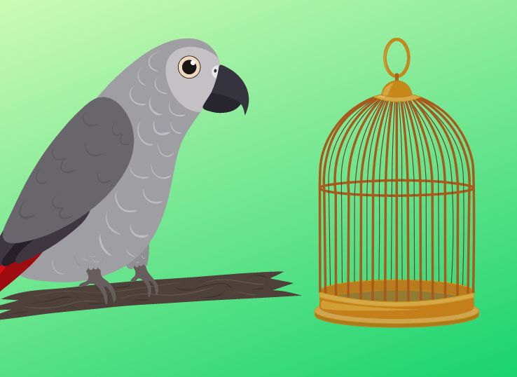 4 Best Cages for African Grey Parrots (2024 Guide)