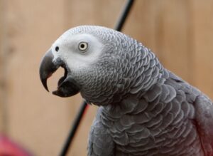 Can African Grey Parrots talk