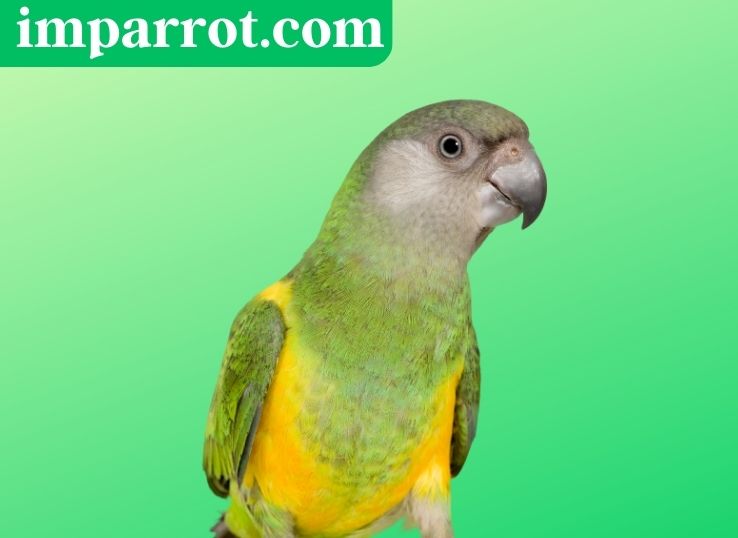 How Much Does a Senegal Parrot Cost? (2024 price Guide)