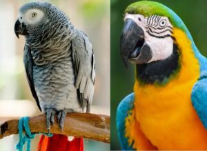Macaw VS African Grey