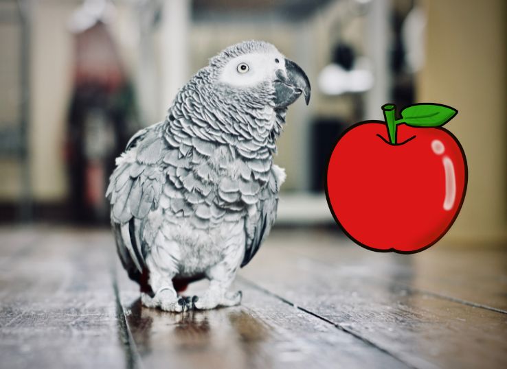 Can African Greys Eat Apple? (Vet’s Guide)