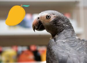 Can African greys eat mango