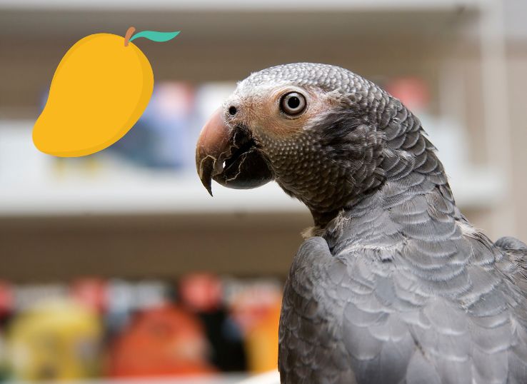 Can African Greys eat Mango? (Vet’s Guide)