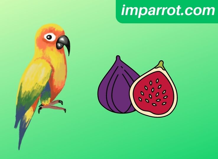 Can Conures Eat Figs? (Expert Guide)