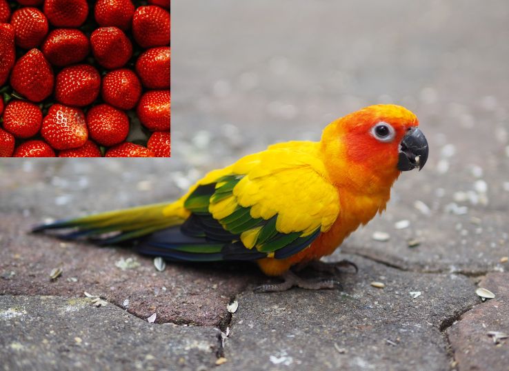 Can Conures Eat Strawberries? (Vet’s Guide)