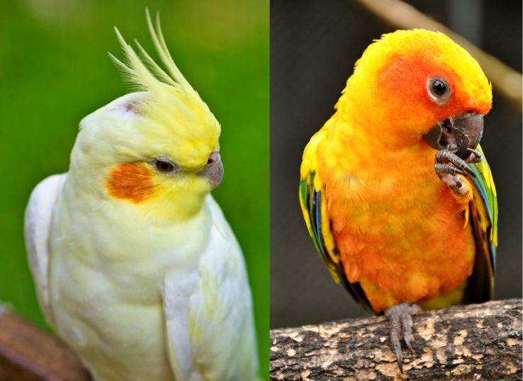 Cockatiel VS Conure (Decide Which One is Better for You)
