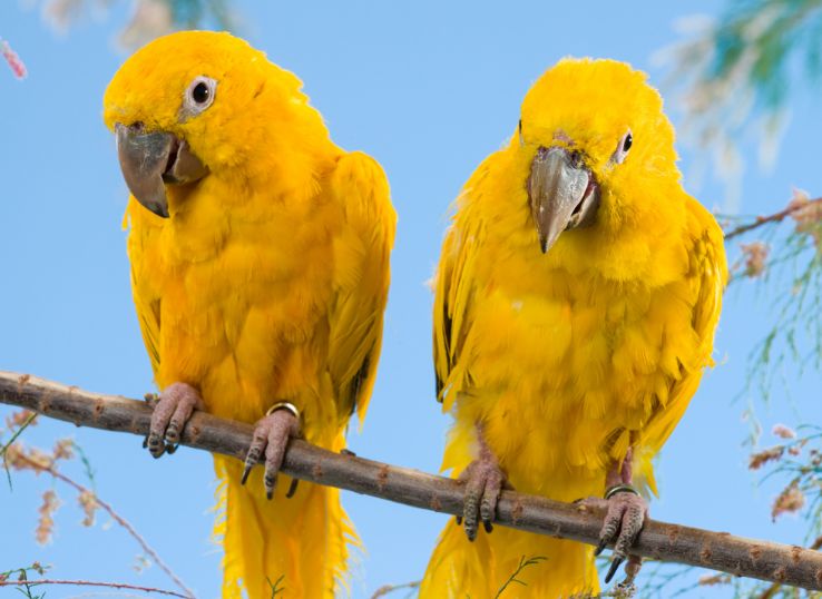 Golden Conure (Everything You Need to Know)