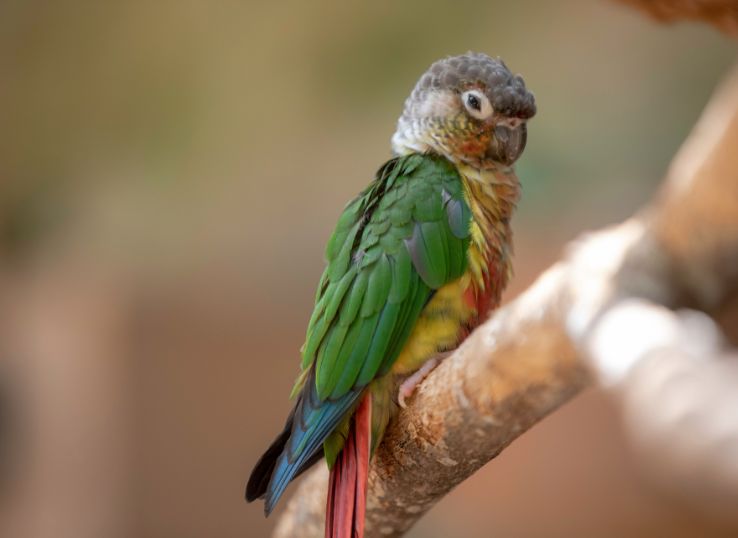 Green Cheeked Conure (Complete Specie Profile)