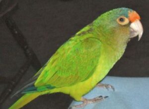 Half-Moon Conure (Complete Specie Profile) - imparrot