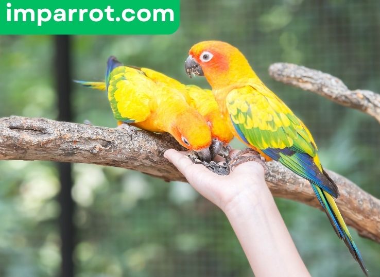 How to Get Your Conure To Trust You? (Vet’s Guide)