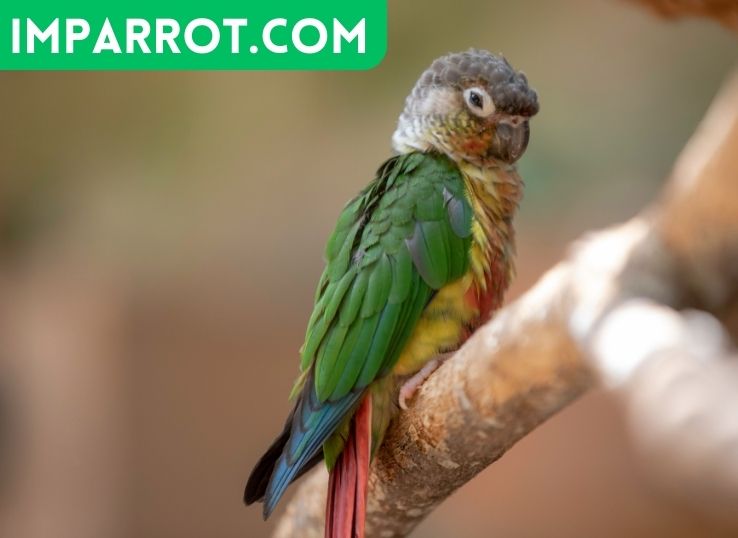 How To Stop a Conure From Biting (Vet’s Guide)