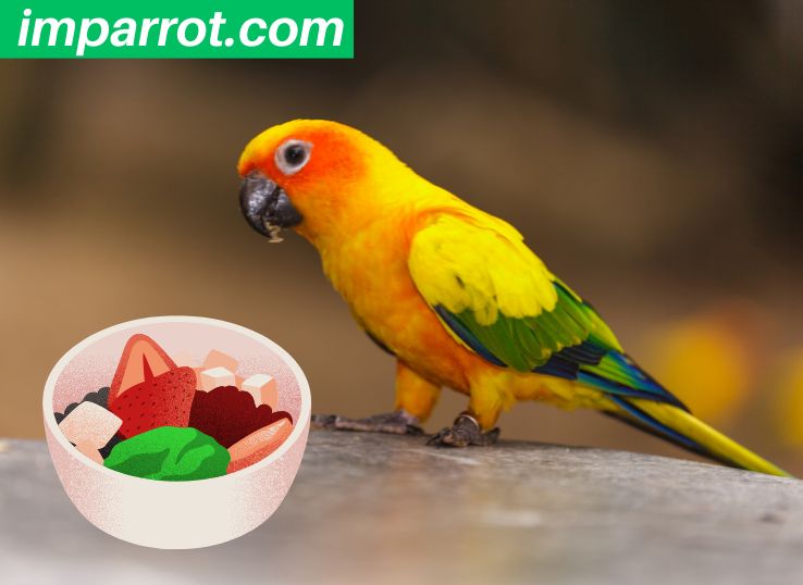 Organic Conure Food 2024 (A Comprehensive Guide By an Avian Vet)
