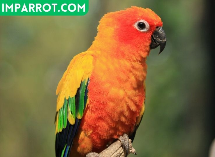 Why Do Conures Bob Their Heads? (11 Reasons Why)