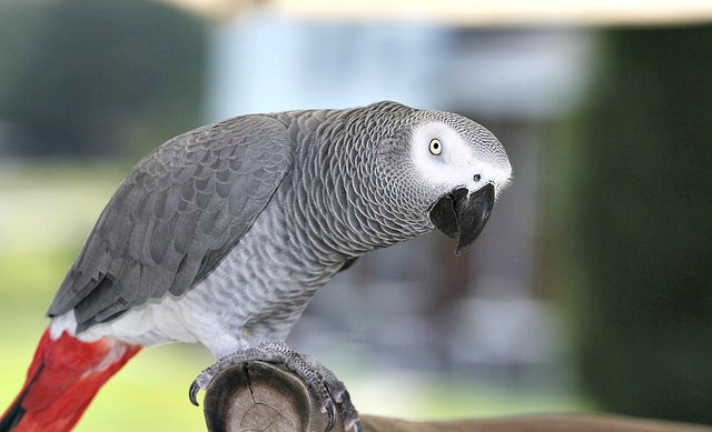 African Greys Intelligence(How Smart Are African Greys?)