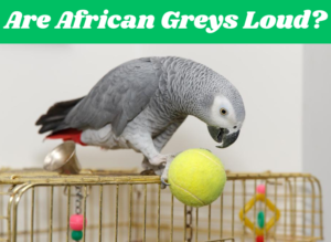 Are African Greys Loud?