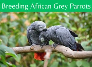 Breeding African Grey Parrots