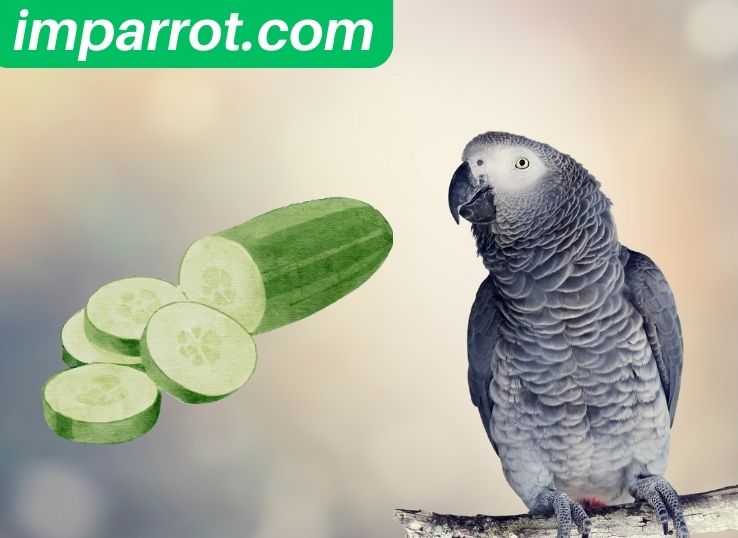 Can African Greys Eat Cucumbers? (Vet’s Guide)