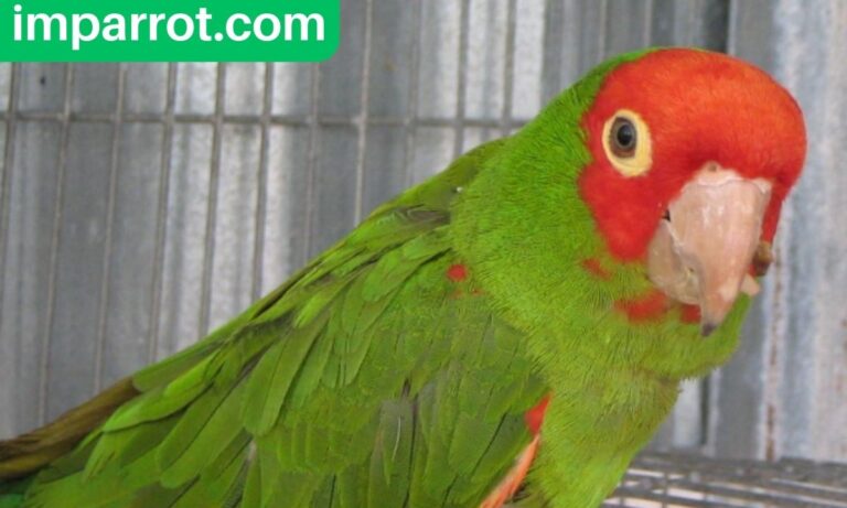 Cherry-Headed Conure (Everything You Need to Know)