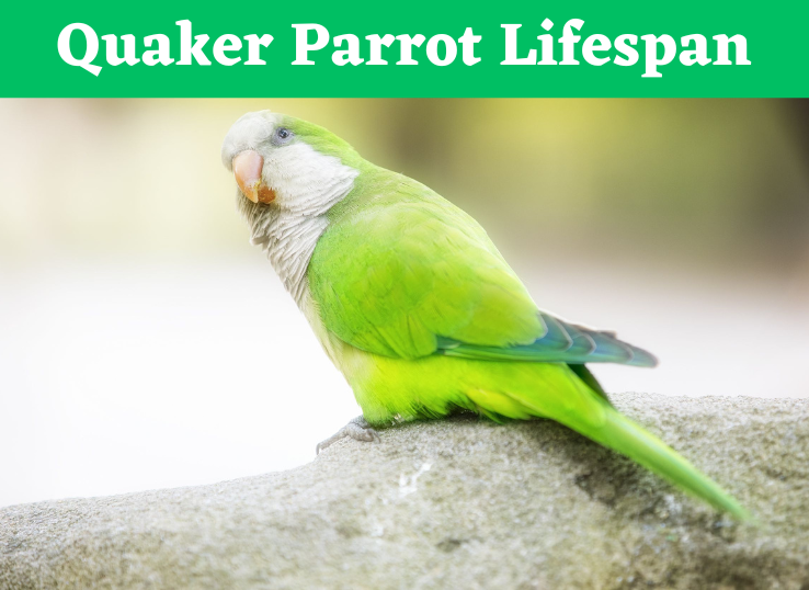 Quaker Parrot Lifespan(How Long Do Quaker Parrots Live?)