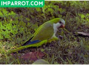 Why Quaker Parrots are Illegal