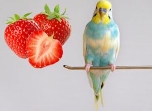 Can parakeets eat strawberries