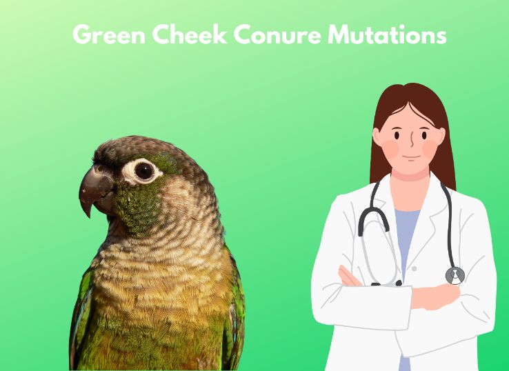 8 Green Cheek Conure Mutations (Expert Guide)