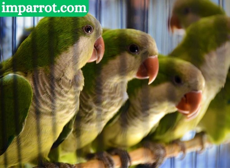 How Much Does a Quaker Parrot Cost? (2024 Price Guide)