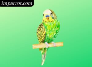 How long do Parakeets Live