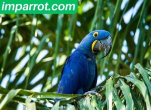 Hyacinth Macaw Lifespan