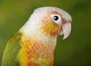 Moon Cheek Conure (Everything You Need to Know) - imparrot