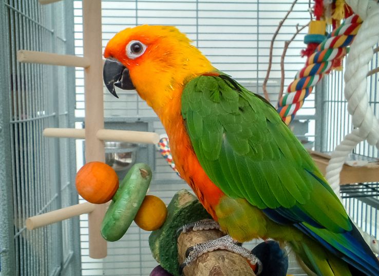Sunday Conure (Expert Guide)