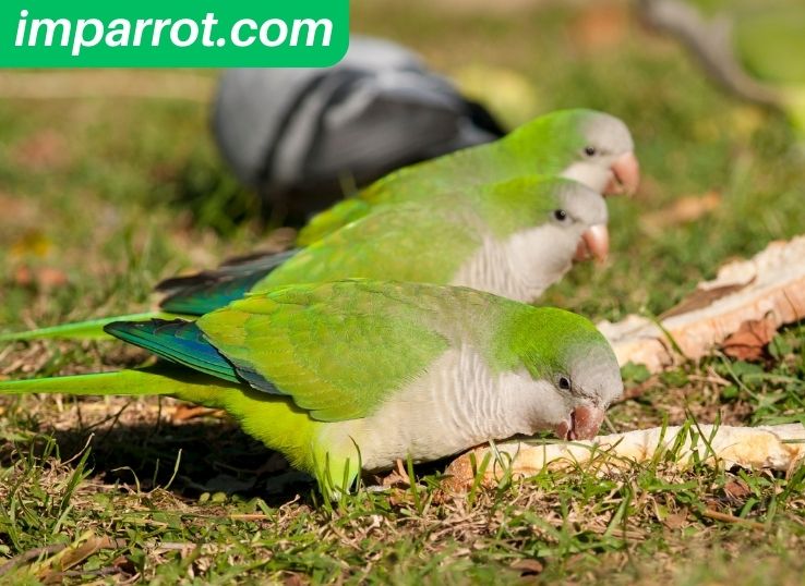 What do Quaker Parrots Eat? (Vet’s Guide)