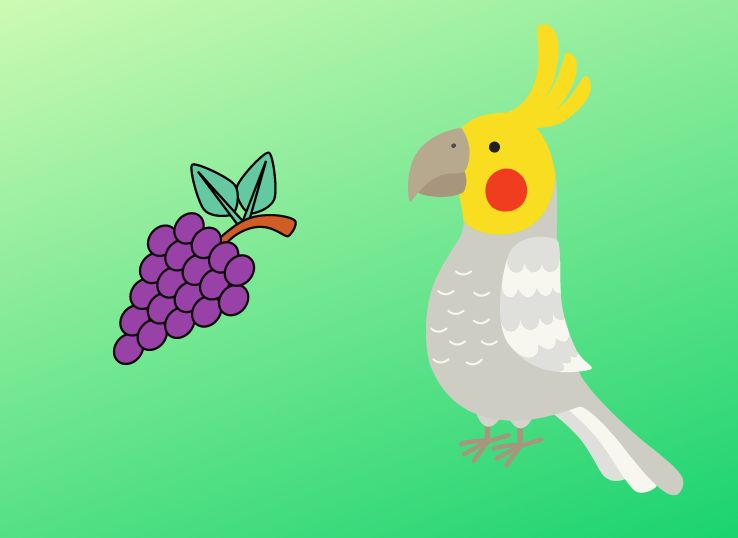 Can Cockatiels Eat Grapes? (Vet’s Guide)
