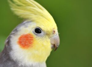 Can Cockatiels Eat Tomatoes
