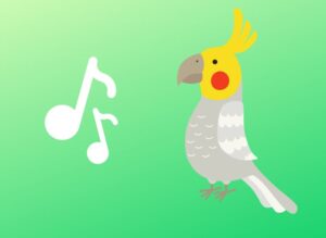 Do Cockatiels Like Music