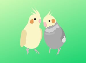 How Long Do Cockatiels Live