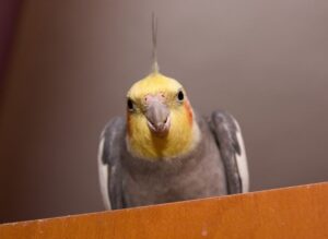 How to tame a Cockatiel