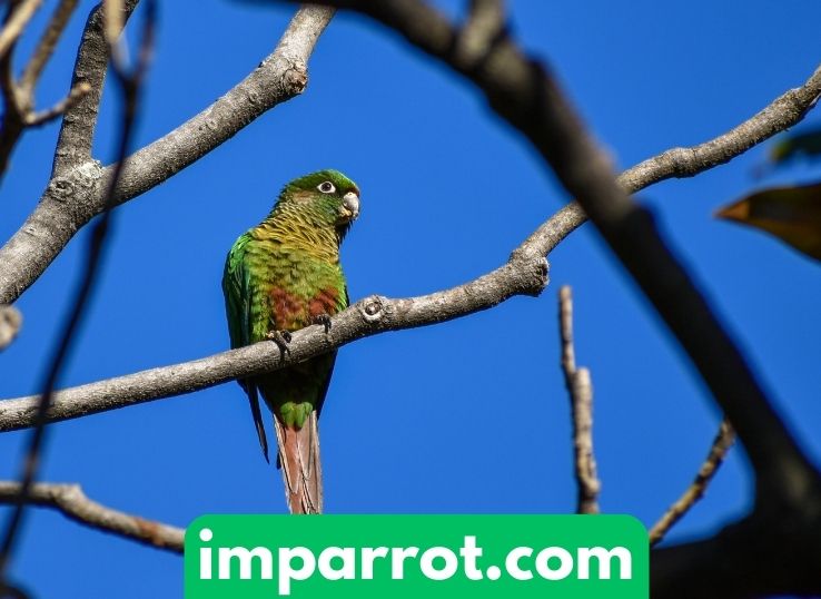 Maroon Bellied Conure (Complete Specie Profile)