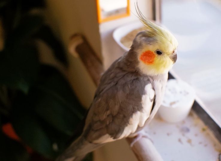 Where to Buy a Cockatiel? (2024 Guide)