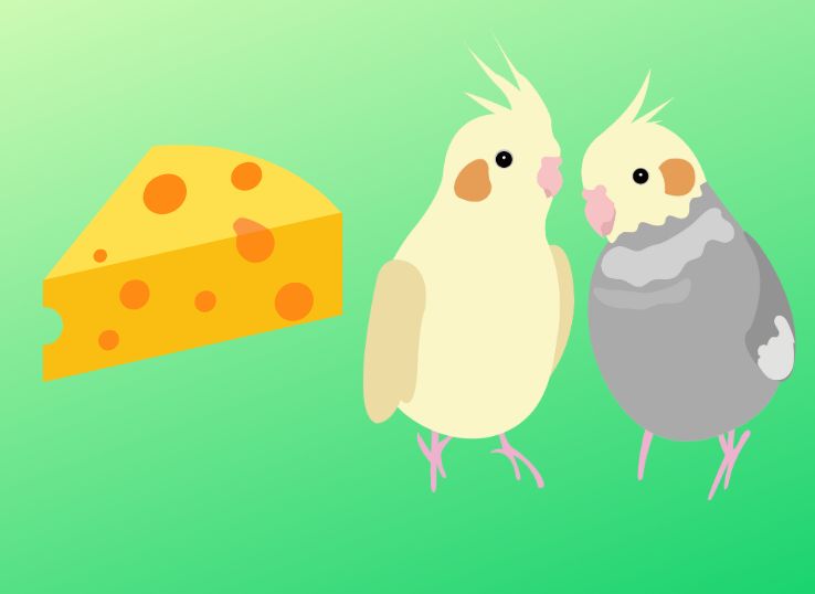 Can Cockatiels Eat Cheese? (Vet’s Guide)