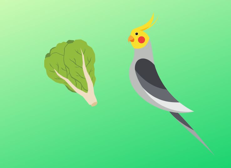 Can Cockatiels Eat Lettuce? (Vet’s Guide)