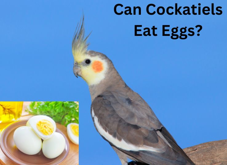 Can Cockatiels Eat Eggs? (Vet Reviewed Guide)