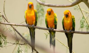 Sun Conure Price in India