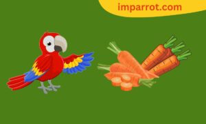 Can Parrots Eat Carrots