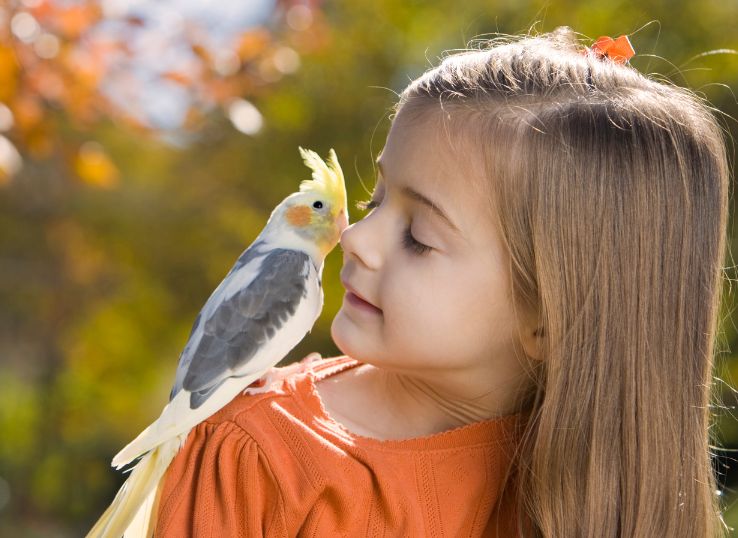 Cockatiel Signs of Affection: 10 Ways Your Bird Shows Love